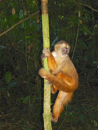 Manu Monkey